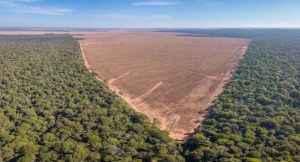 Melantangkan Kembali Deforestasi Vis A Vis Kebijakan Swasembada Pangan Dan Energi