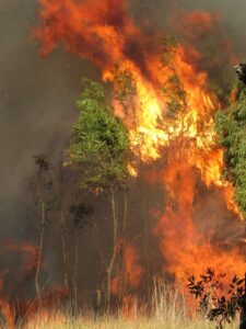 Akankah Hutan Menjadi Sebuah Sejarah?