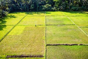 Beras di Negeri Agraris